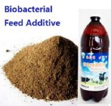 Seaweed Biobacterial Agent Used for Feed Additive