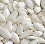 New Crop/ Competitive/High Quality Snow White Pumpkin Seeds