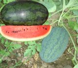 Ice Box Type Watermelon (CN105)
