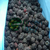 IQF Frozen Fresh Blackberry Fruit in High Quality