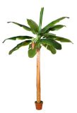 Artificial Plants and Flowers of Banana Tree 12lvs Gu-Bj-768-12-1s