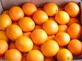 2015 Chinese New Crop Fresh Navel Orange