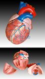 Jumbo Heart Model (XC-307)