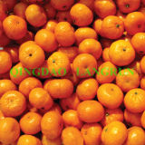 Fresh Honey Mandarin Orange