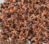 Star Aniseed