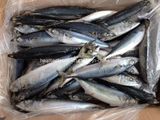 Frozen 2/3 PCS Bqf Scomber Japonicus Blue Mackerel