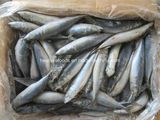 Chinese Frozen Pacific Mackerel (150-250g)