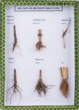 Specimen of Different Root Types M15006