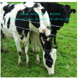Galvanized Cattle Mesh Fence / Metal Livestock Farm Fence