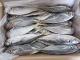 Frozen Horse Mackerel 20cm+