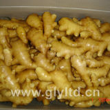 Chinese Fresh Ginger 150g 200g, 250g