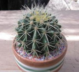 Golden Ball Cactus  (HBH-X01)