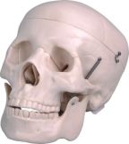 Human Skull-Mh01001