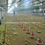 Automatic Poulltry Feeding Equipment for Broiler Farm