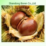 Offering Chinese Good Quality Chestnut