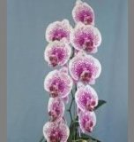 Phalaenopsis (2088)