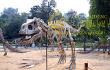 Museum Exhitis Dinosaur Skeleton (1305270086)
