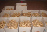 High Quality Export New Crop Air-Dried Ginger