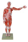 Anatomical Model (GD/A 11301 Male Muscle Figure)