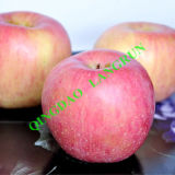 Red Delicious FUJI Apple 2013 New Crop