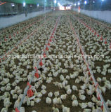 Poultry Farm Equipment for Broiler Growing