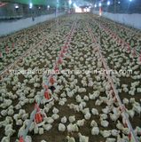 Poultry Farm Equipment for Broiler Growing