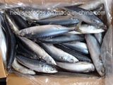 Sea Frozen Blue Mackerel