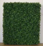 Pg111033 Boxwood Grasswall