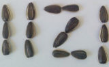 Sunflower Seeds 1121 Hot Sales with High Quality