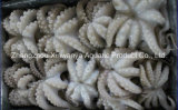 Hot Sale Frozen Baby Octopus Whole Cleaned