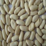 Blanched Peanut Kernel