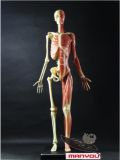 60cm Gk Figures Anatomy Skeleton Muscle Model for Female