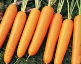 Carrots Seeds