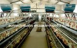 Automatic Poultry Farm