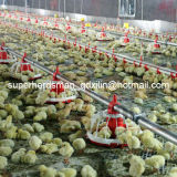 Full Set Automatic Poultry Equipments for Broilers
