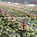 Full Set Automatic Poultry Equipments for Broilers