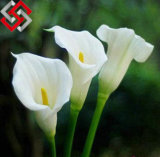Calla Lily Flower, Foam Artificial Flower, Let Beauty Exist Forever.