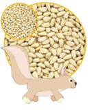 Pine Nut