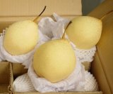 Ya Pear/Yellow Chinese Fruits