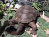 Simulation Tortoise