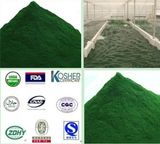 Spirulina and Chlorella Powder (XT-FL391)