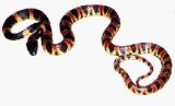 Ryukyu Banded Snake