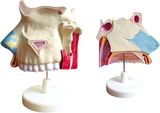 Dessection Model of Nasal Cavity-Mh06016