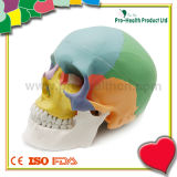 Plastic Medical Anatomical Human Skull Model