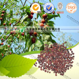 100% Pure Natural Herb Medicine Spina Date Seed