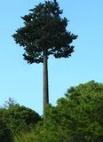 Professional Supply Camouflage Plant Communications Tower