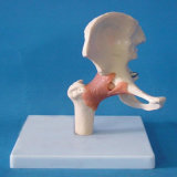 Hip Joint Function Anatomical Skeleton Model