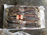 High Quality Seafood Frozen Fish Argentina Squid