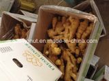 2014 Fresh Ginger (250g)