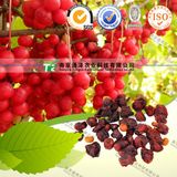 Manufacturer Supply Organic Herb Medicine Schisandra Chinensis